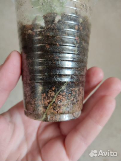 Алоказия Серебряный Дракон