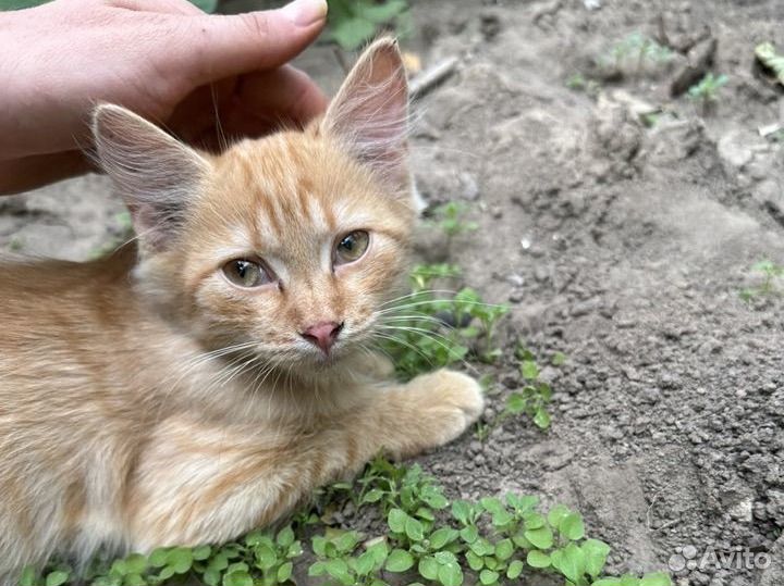 Рыжик мальчик