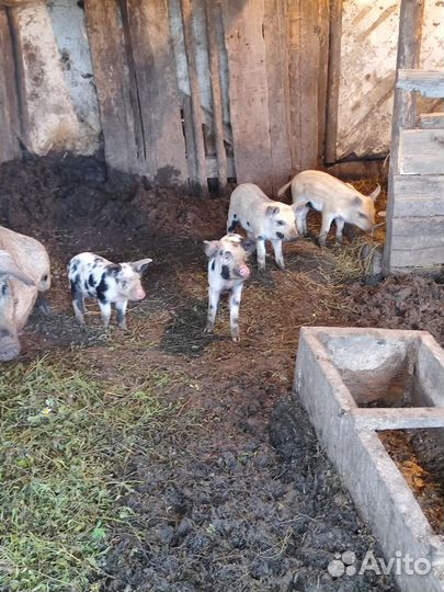 Поросенок ландрас