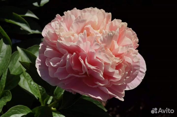 Пионы саженцы