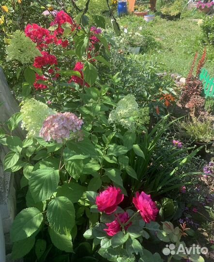 Гортензия древовидная Candybelle Bubblegum