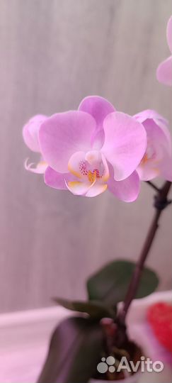 Орхидея фаленопсис мультифлора