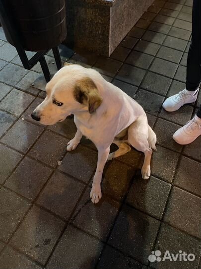 Собака в добрые руки