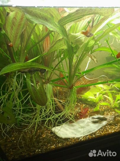 Живые культуры и растения