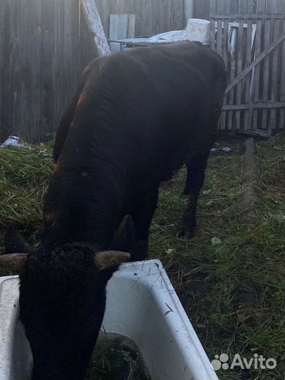 Быки на мясо живым весом