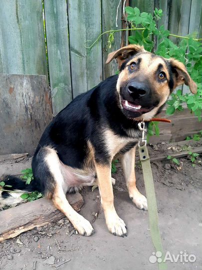 Щенок-подросток