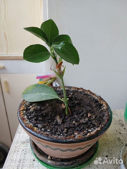 Бересклет eunymus