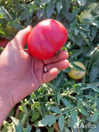 Розовые помидоры