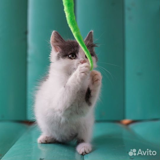 Котёнок Маня, 2 месяца