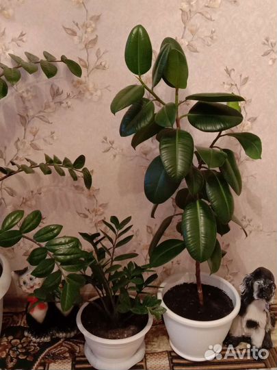 Замиокулькас