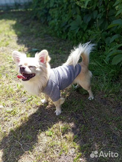 Собака вязка чихуахуа