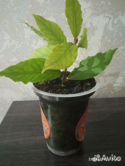 Отросток лаврового листа