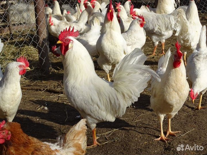 Куры несушки