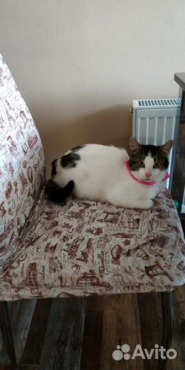 Кастрированный кот котенок