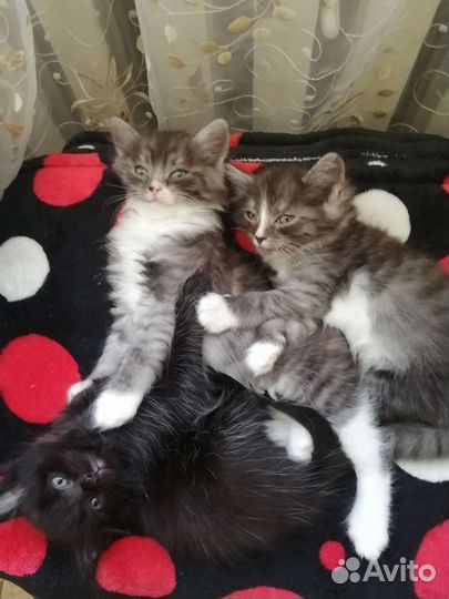 Кошки в добрые руки бесплатно