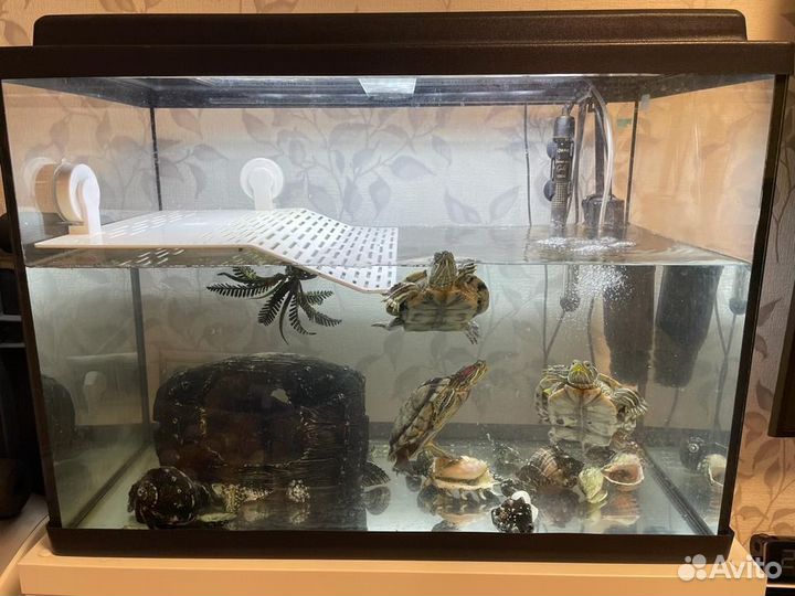 Аквариум 122 литра с черепахами