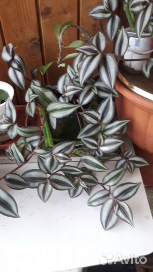 Традесканция зебрина