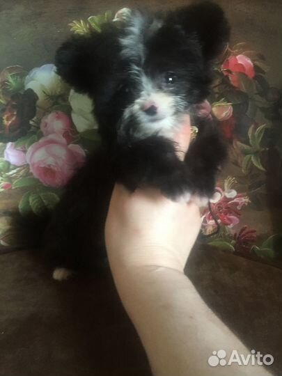 Эксклюзивный микро Тэдди Тиффани