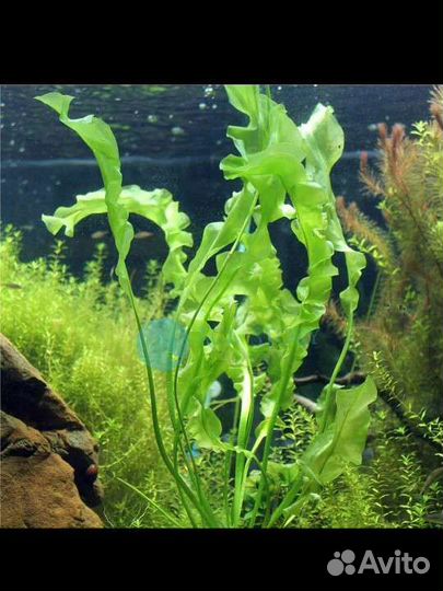Аквариумное растение