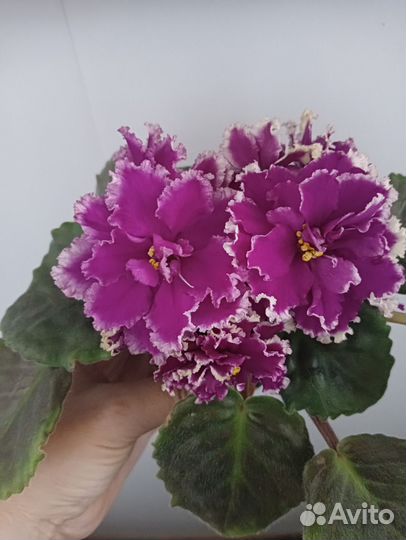 Детки сортовых фиалок (стандарты, мини, полумини)