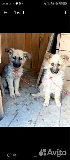 Две девчульки