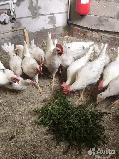 Молодые петухи