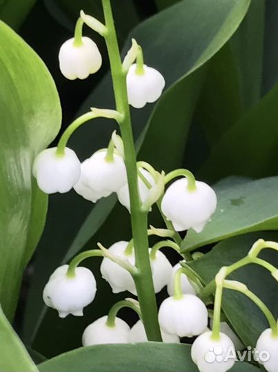 Ландыши садовые