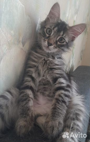 Очаровательный котик в добрые руки