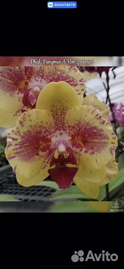 Орхидея фаленопсис