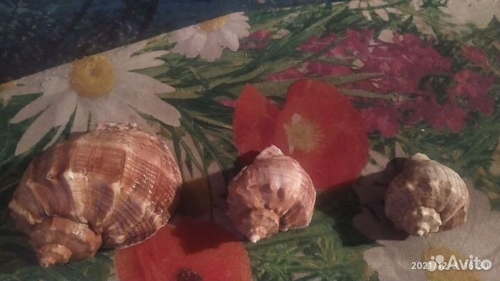 Ракушки морские