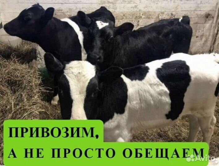 Бычки от 1 месяца