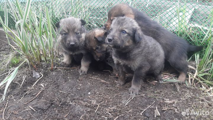 Отдам бесплатно животные