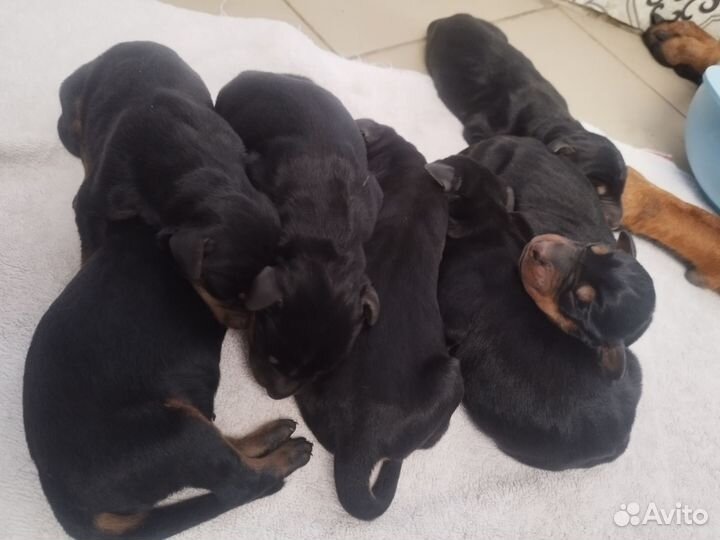 Собаки щенки добермана