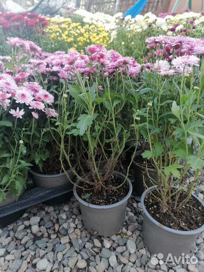 Дубки цветы