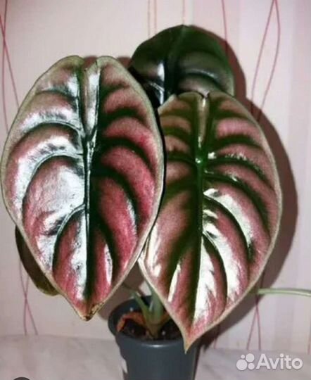 Набор алоказий