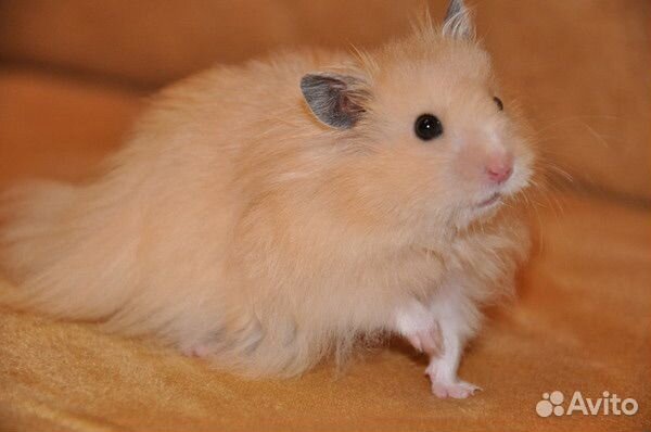 Длинношерстный сирийский хомяк