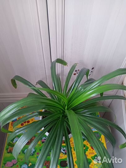 Пальма юкка