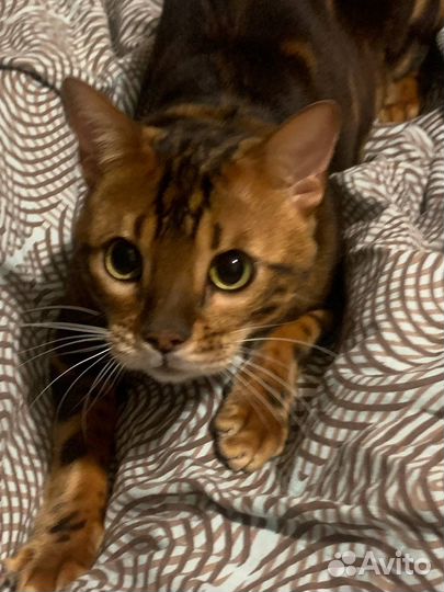 Отдам в добрые руки