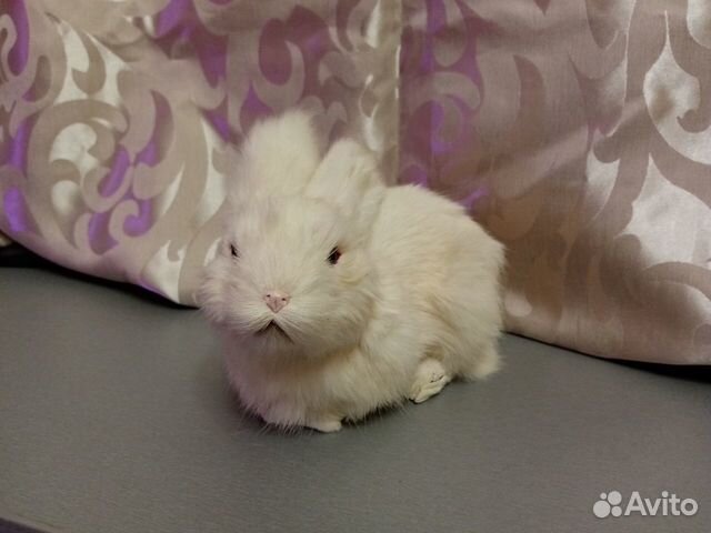 Кролик игрушка из натурального меха