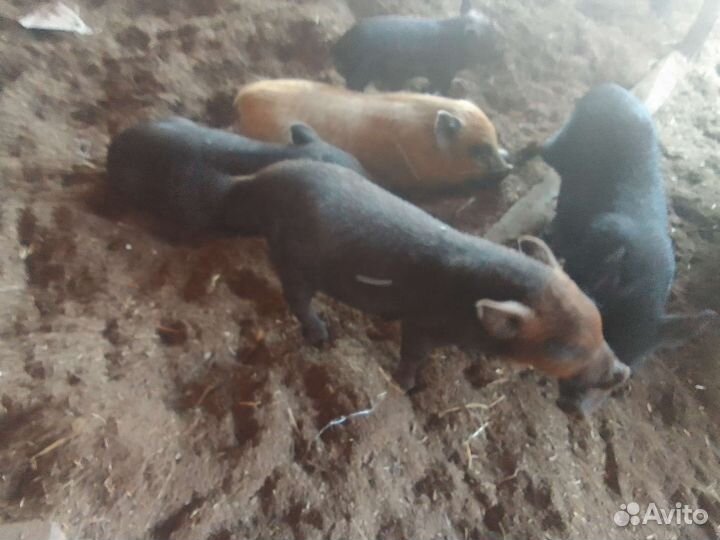 Поросята кармалы