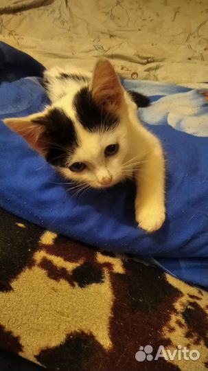 Котики бесплатно в добрые руки