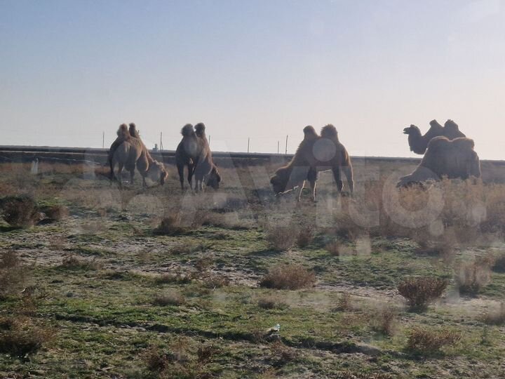 Участок 4,2 га (СНТ, ДНП)