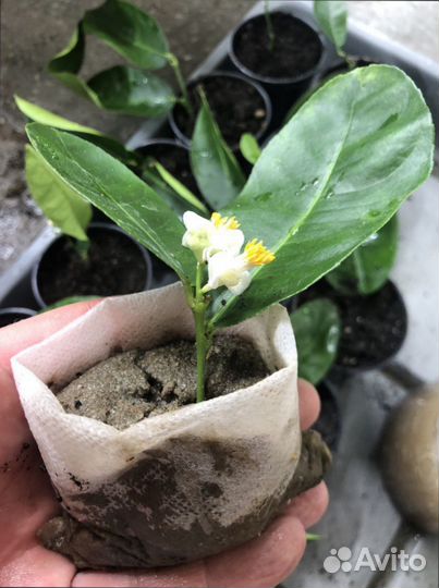 Лимон плодоносящий