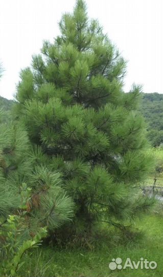 Сосна джеффри семена