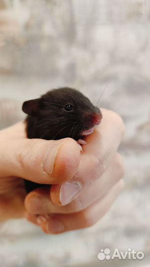 Сирийские хомячки малыши