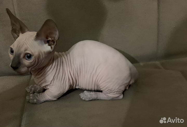 Канадский сфинкс