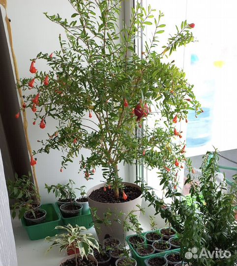 Гранат комнатный