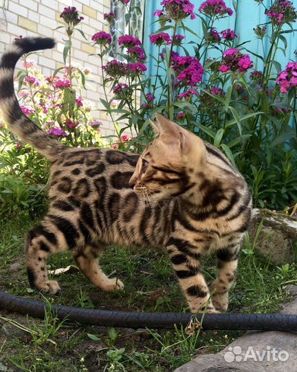 Бенгальские котята