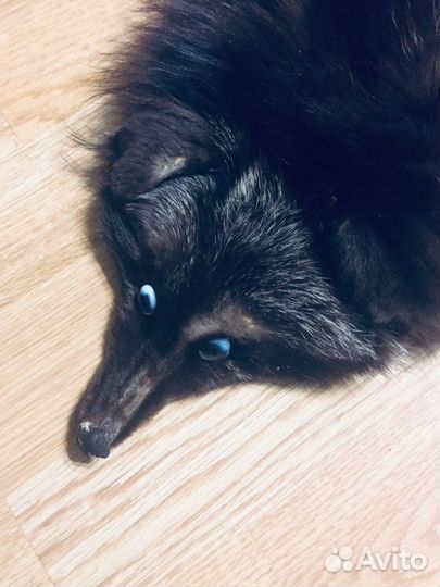 Лиса чулком с глазками