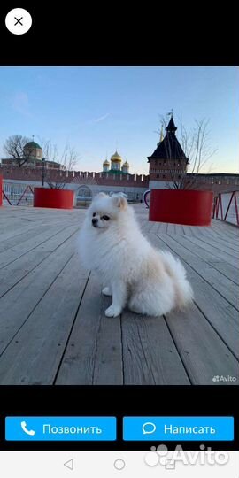 Немецкий шпиц